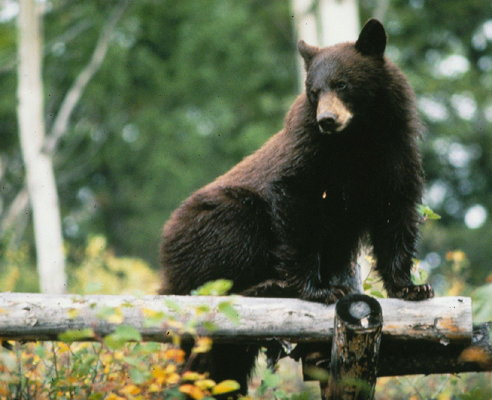 Black bear